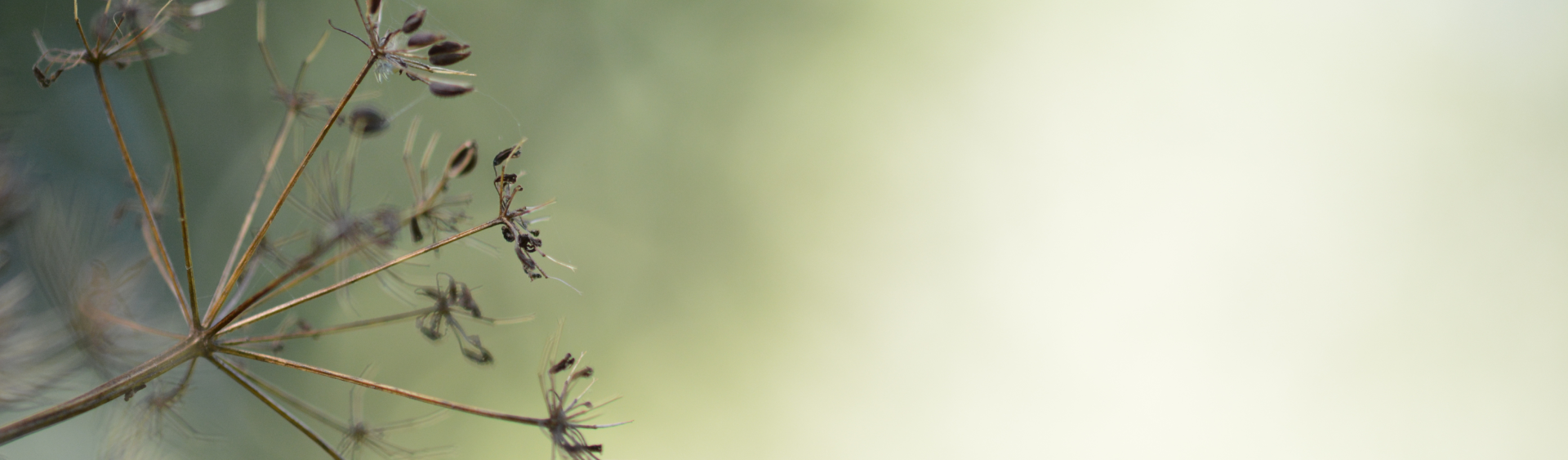 Header Trauermedien